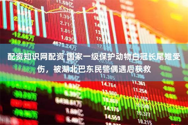 配资知识网配资 国家一级保护动物白冠长尾雉受伤，被湖北巴东民警偶遇后获救